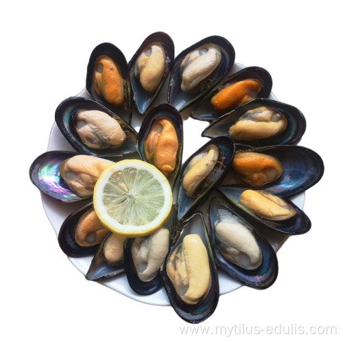 wholesale mussel meat with half shellsupplier